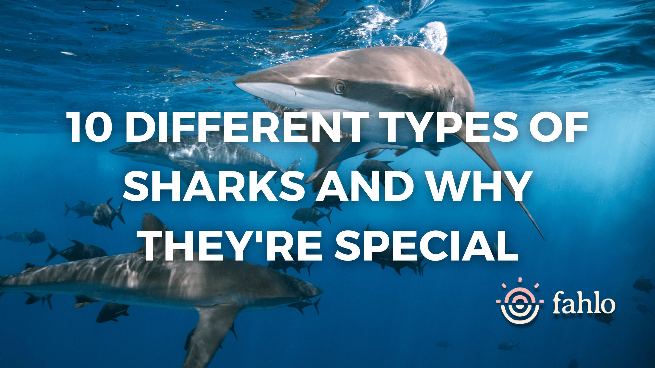 10 Different Types Of Sharks And Why They're Special | Fahlo