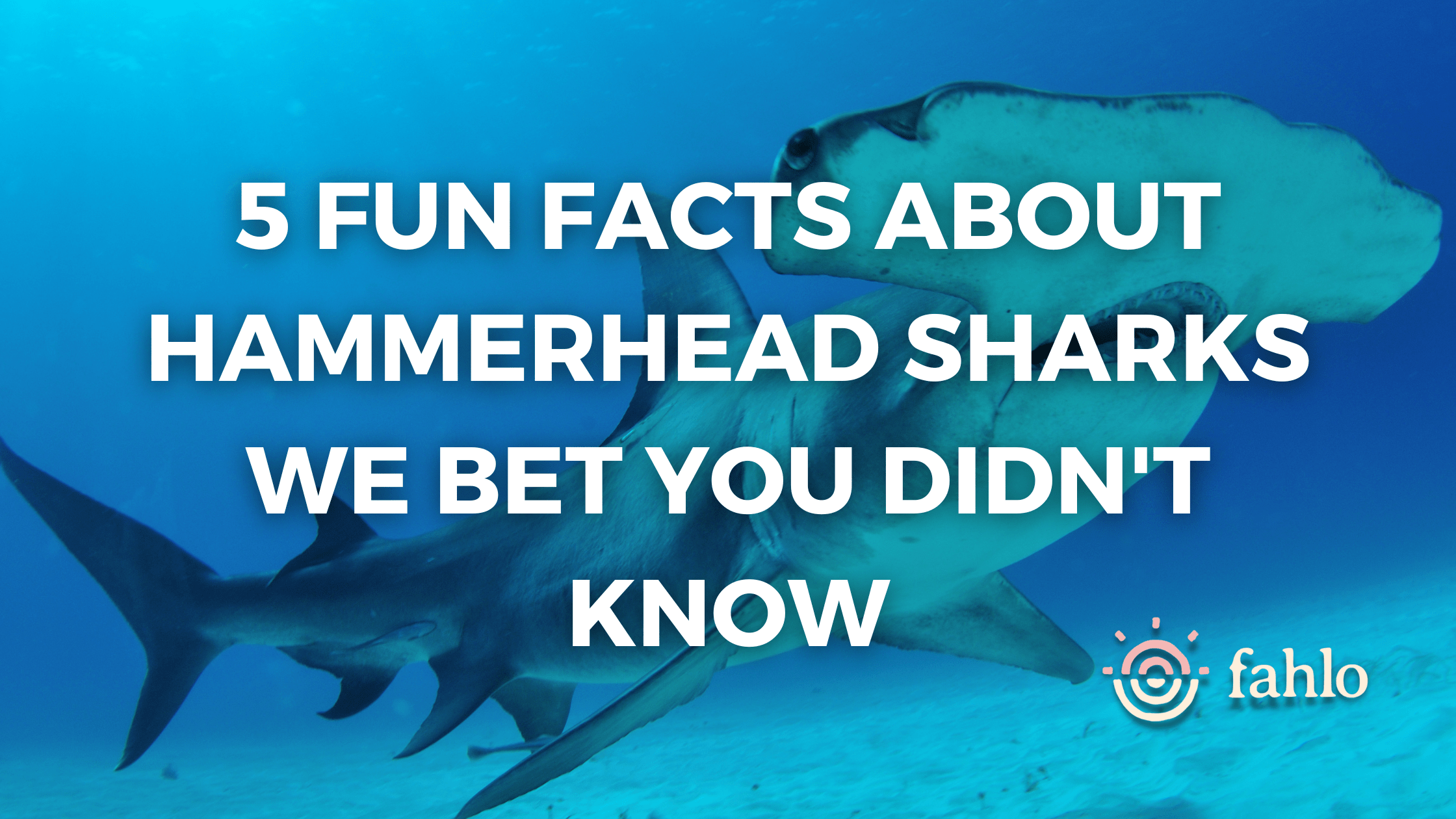 Big Blue Conservation - Here's something I bet you didn't know! A