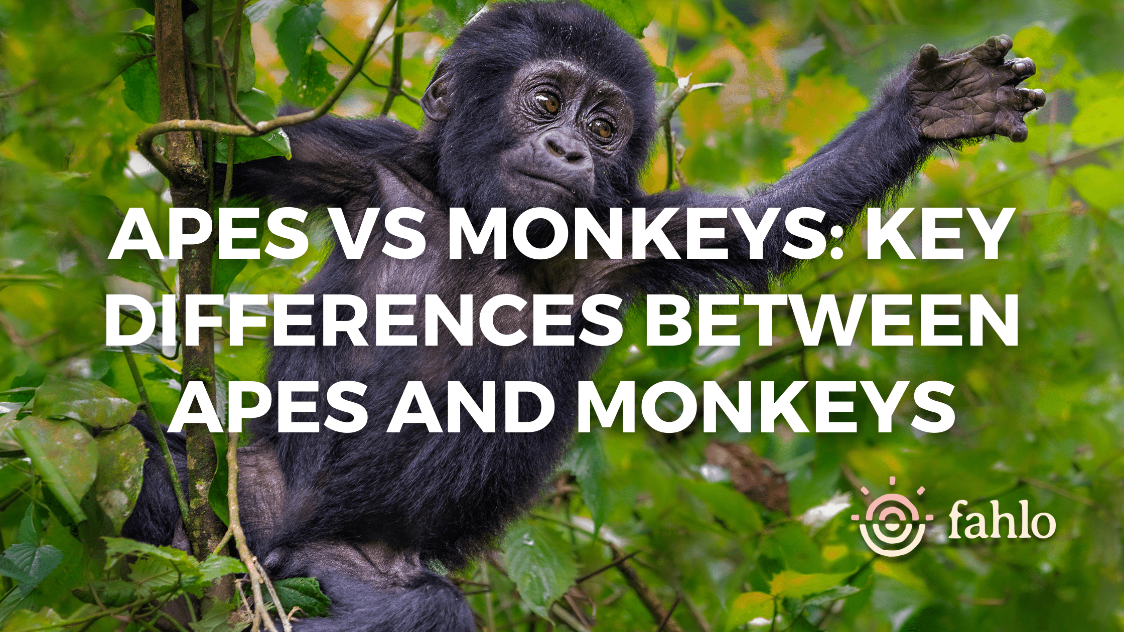 The difference between monkeys and apes
