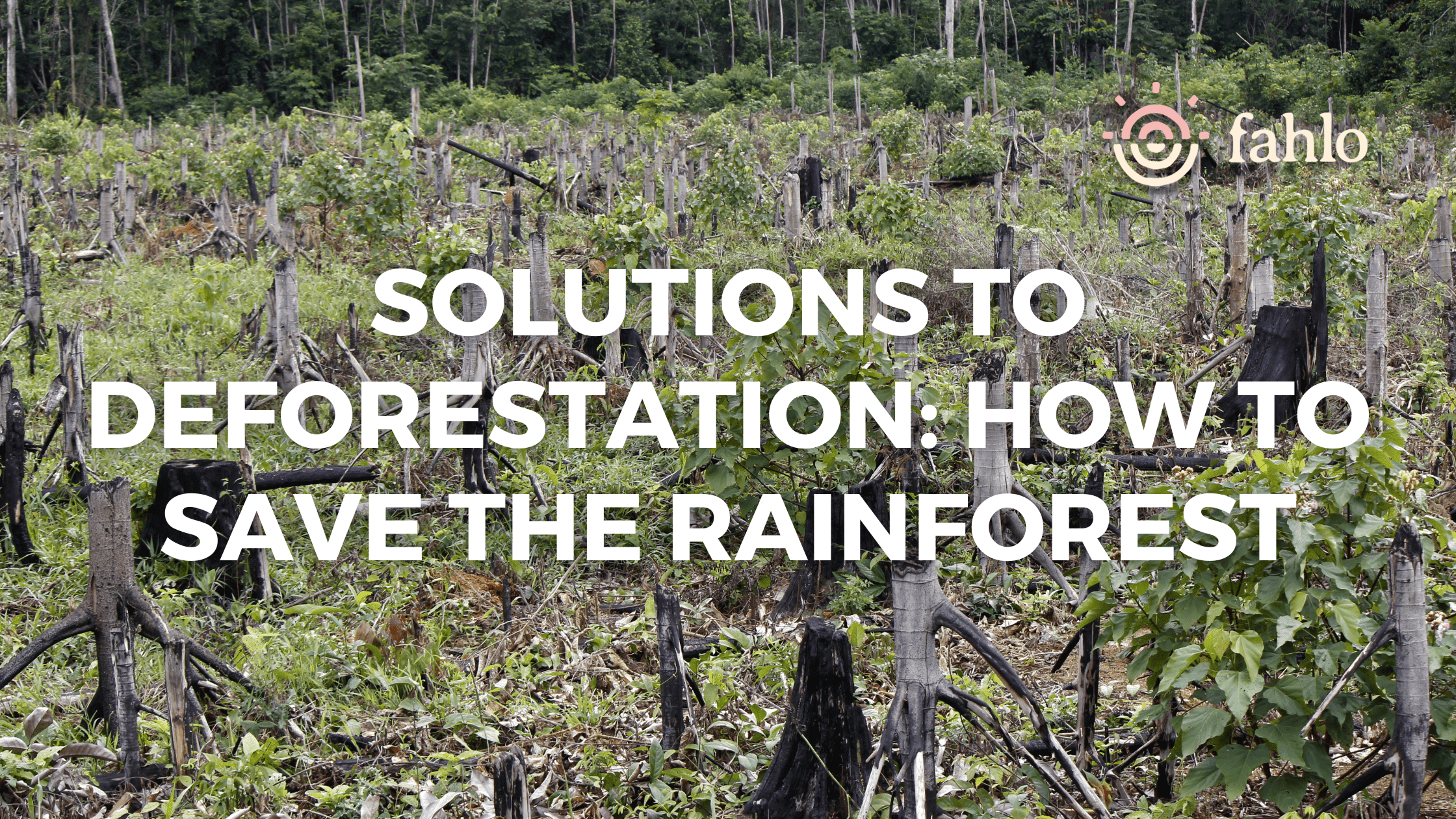 10 Solutions To Deforestation How To Save The Rainforest Fahlo 10-solutions-to-deforestation-how-to-save-the-rainforest-fahlo