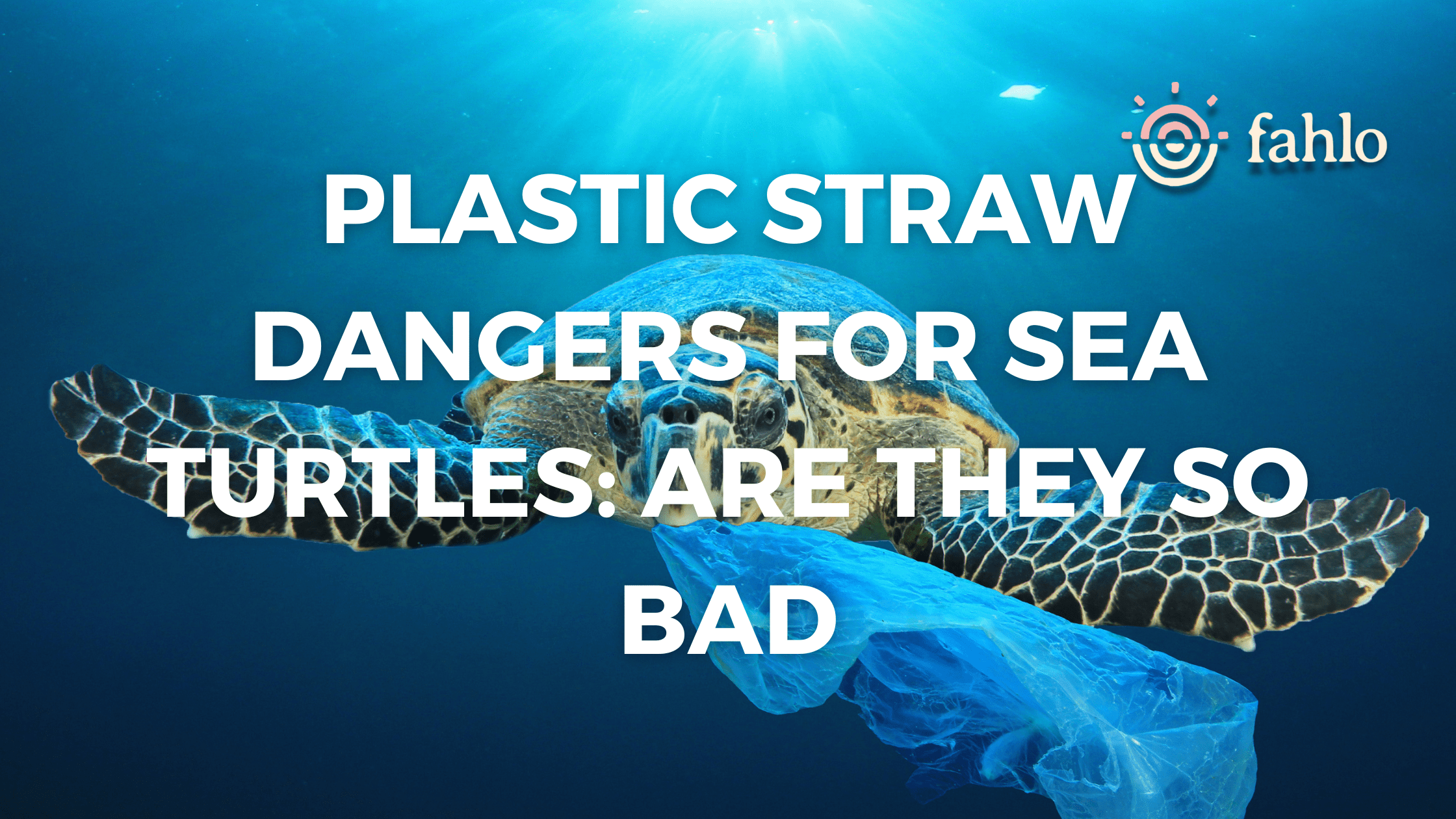 http://myfahlo.com/cdn/shop/articles/Plastic_Straw_Dangers_For_Sea_Turtles-_Are_They_So_Bad_bfcee8f4-b301-4fd4-9904-69bb76e34977.png?v=1687367382