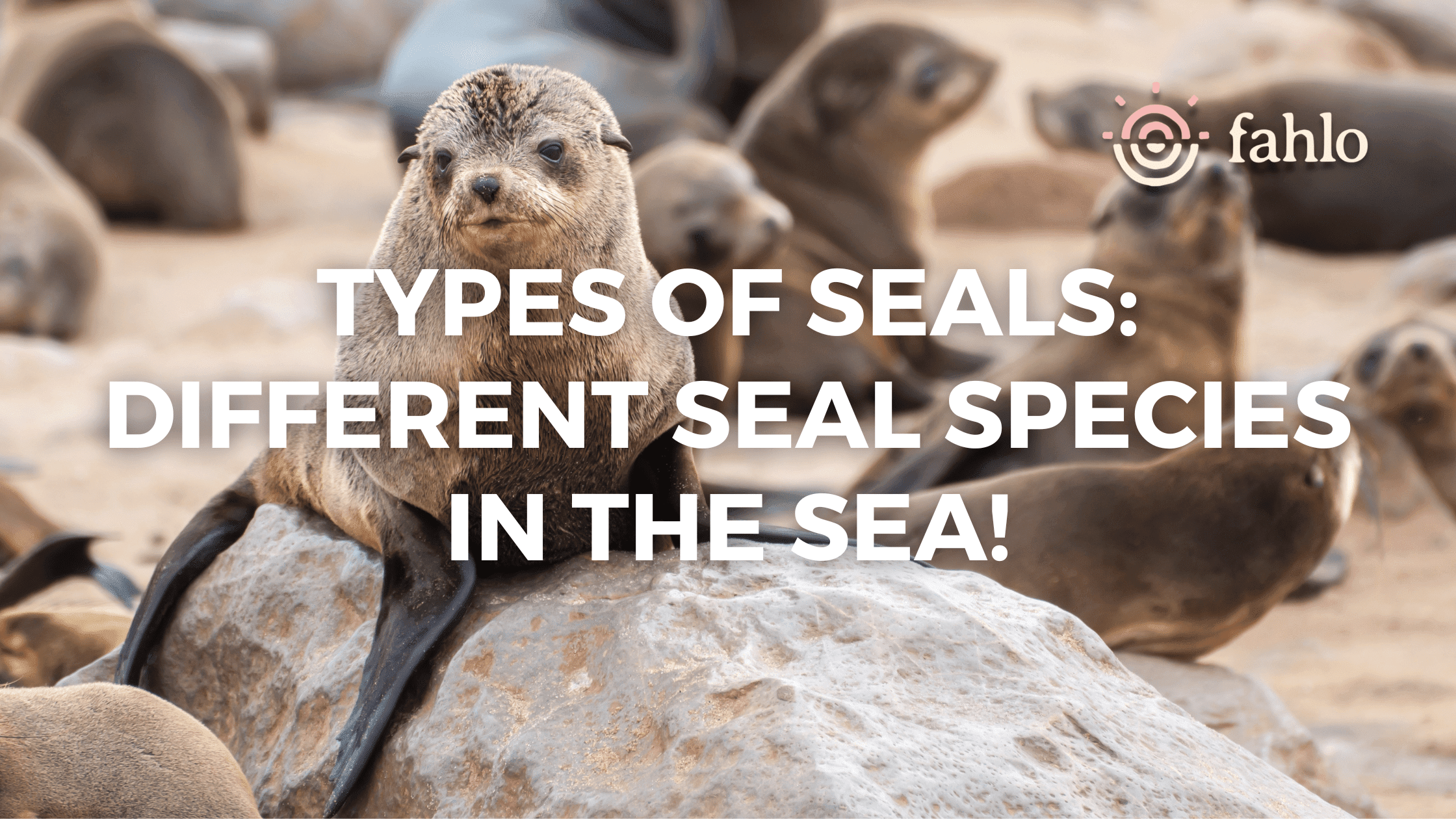 15 Types Of Seals Different Seal Species In The Sea Fahlo All For One 15-types-of-seals-different-seal-species-in-the-sea-fahlo-all-for-one
