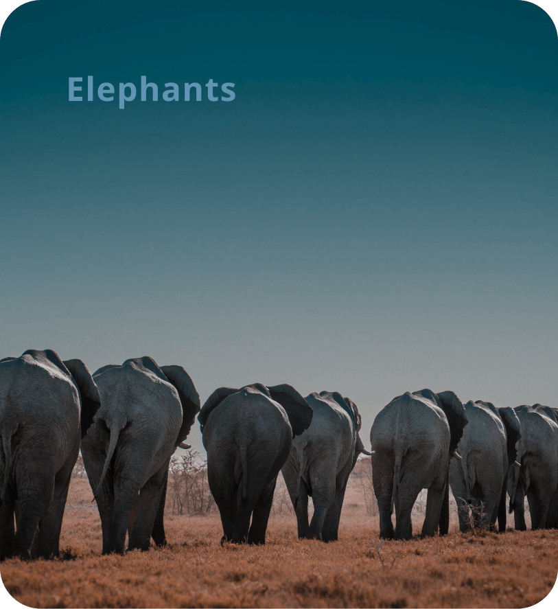 Elephant | Fahlo Elephants with The Save Jewelry