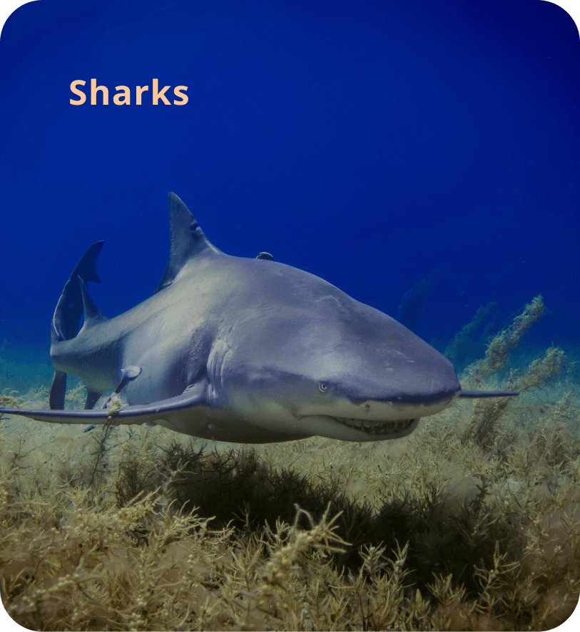 Animal tracking bracelets. Track a real shark #fyp #foryou #shark
