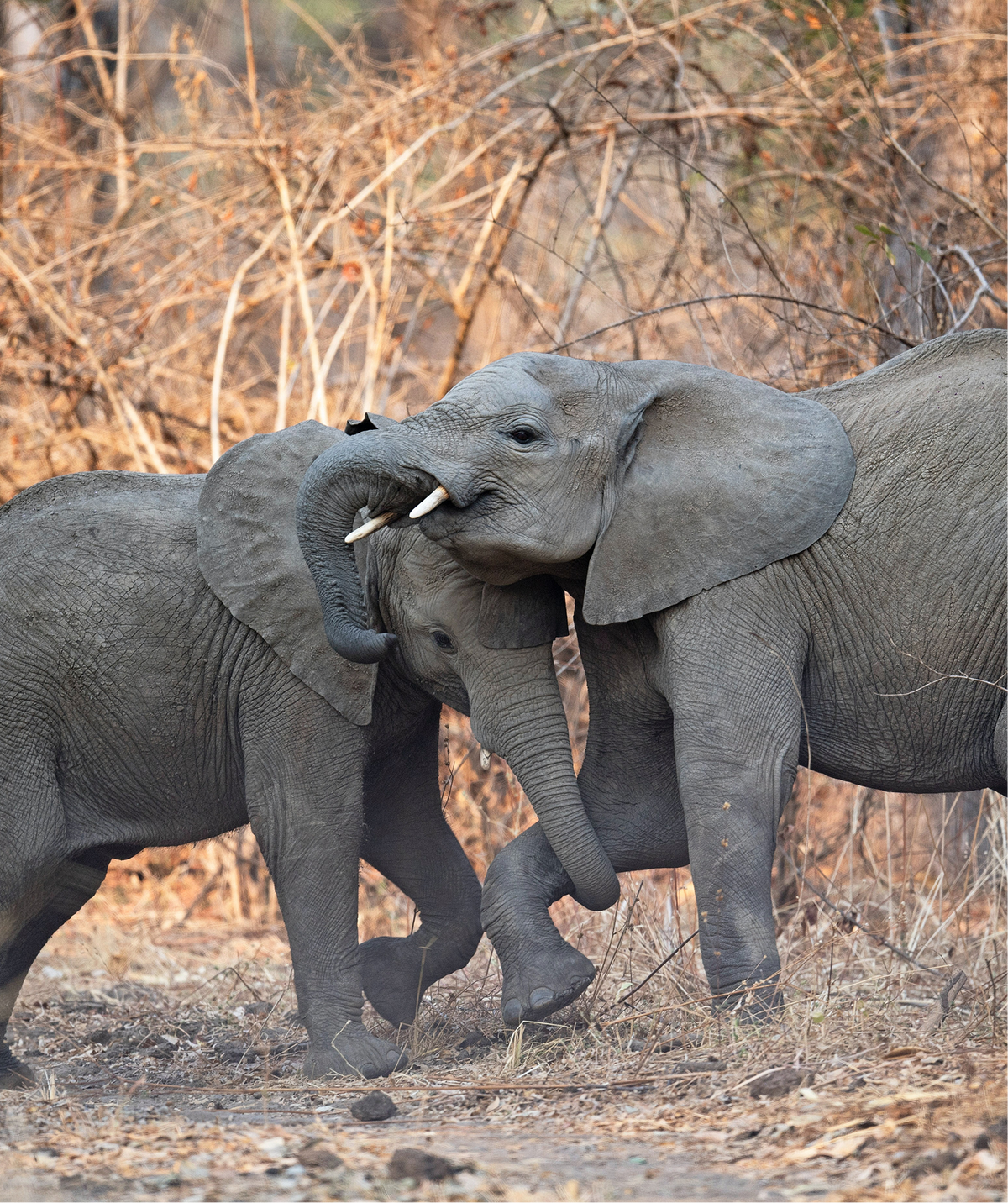 the World's Largest Land Animal