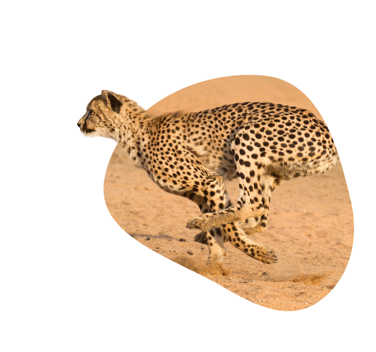 common question image