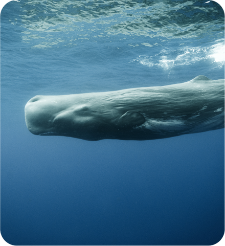 Background image of Whales