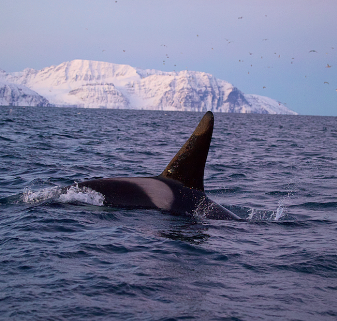 the Killer Whale