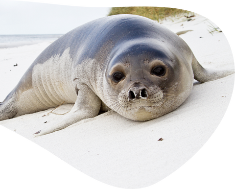 Track a Seal