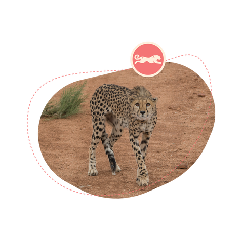 conservancy featured image