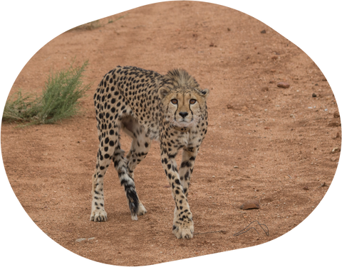 Track a Cheetah