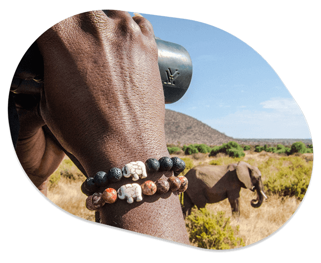 Track an Elephant