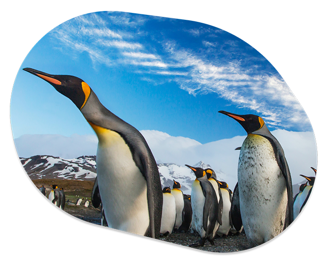 Track a Penguin