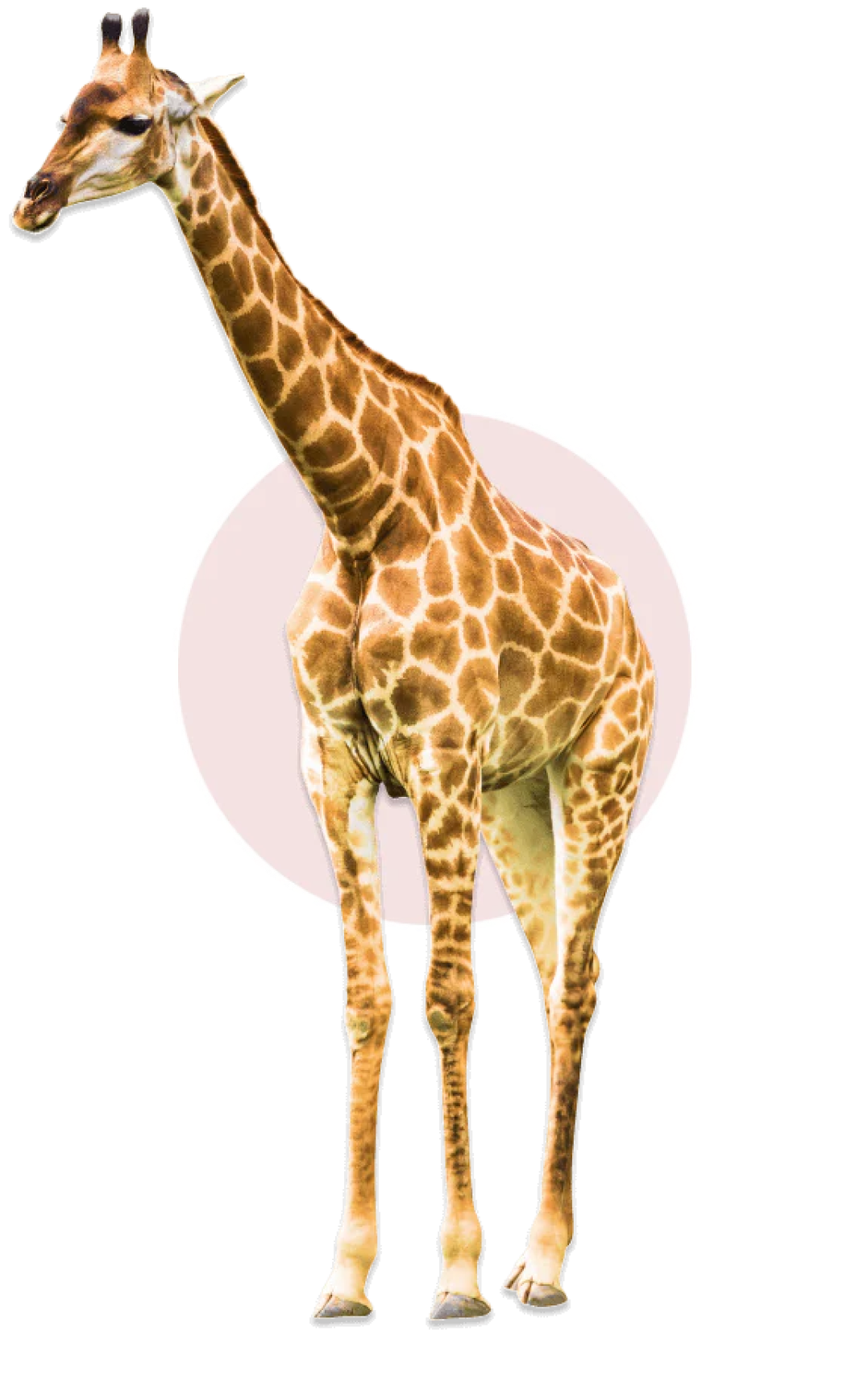common question image
