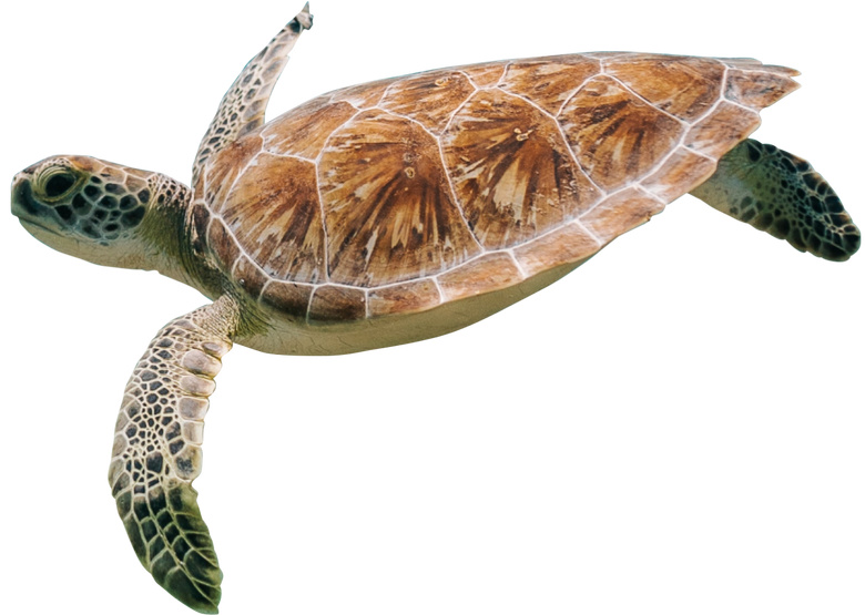 Sea turtle swimming