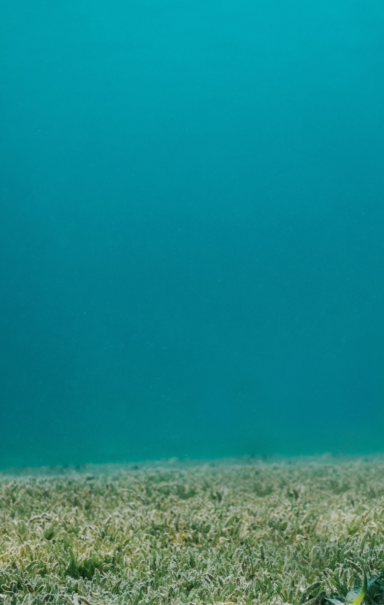 Ocean floor with sea turtles and fish