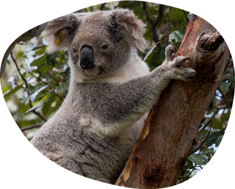 Track a Koala