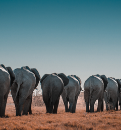 Background image of Elephants