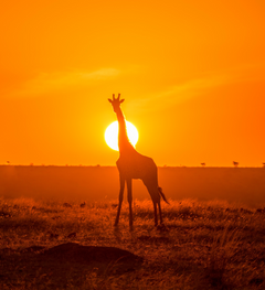 Background image of Giraffes