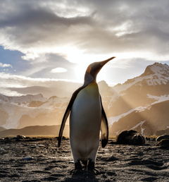 Background image of Penguins