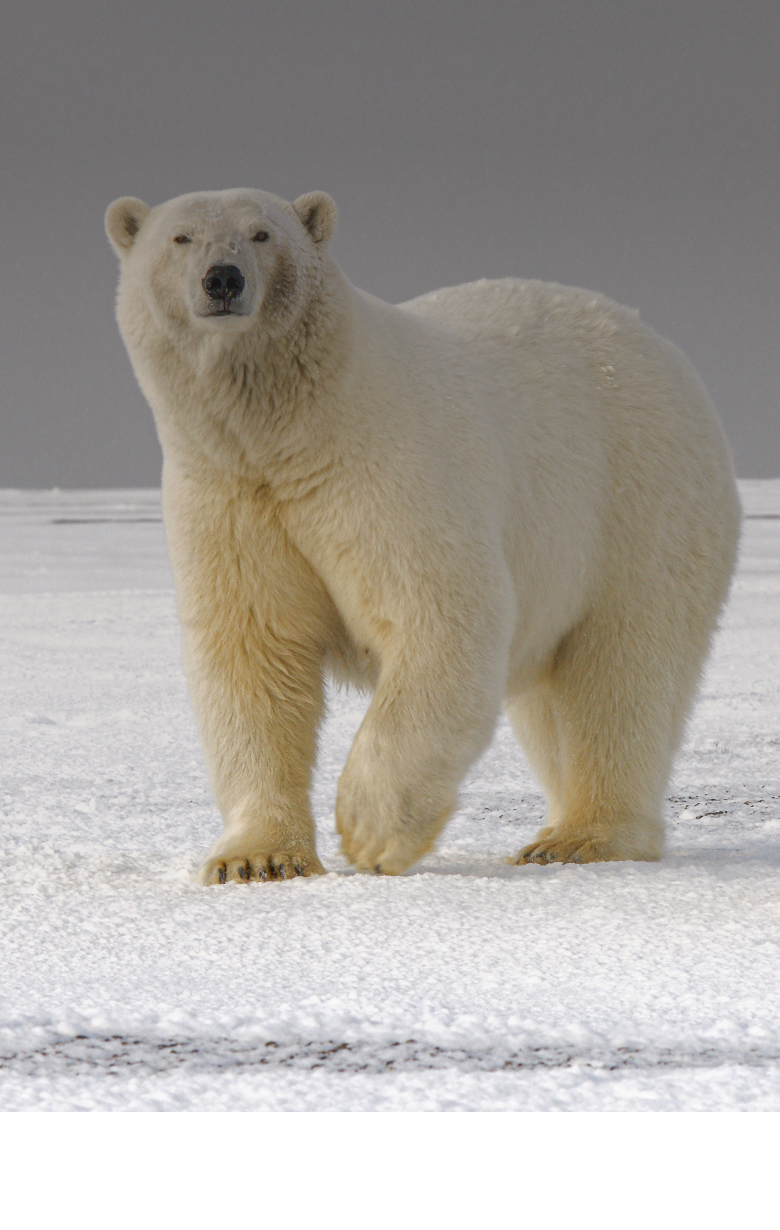 Save the Polar Bears