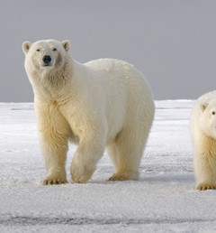Background image of Polar Bears