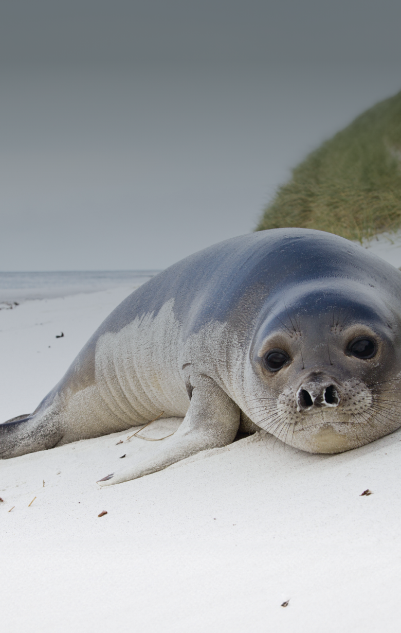 Save the Seals