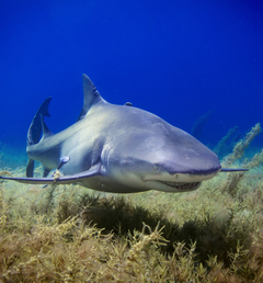 Background image of Shark