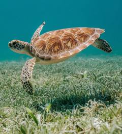 Background image of Sea Turtles