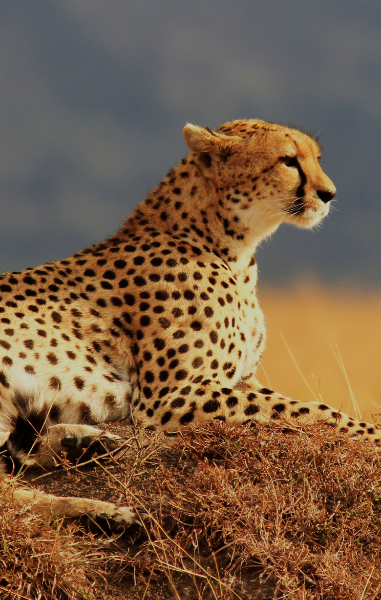 Save the Cheetahs