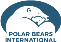 Polar Bears International Logo