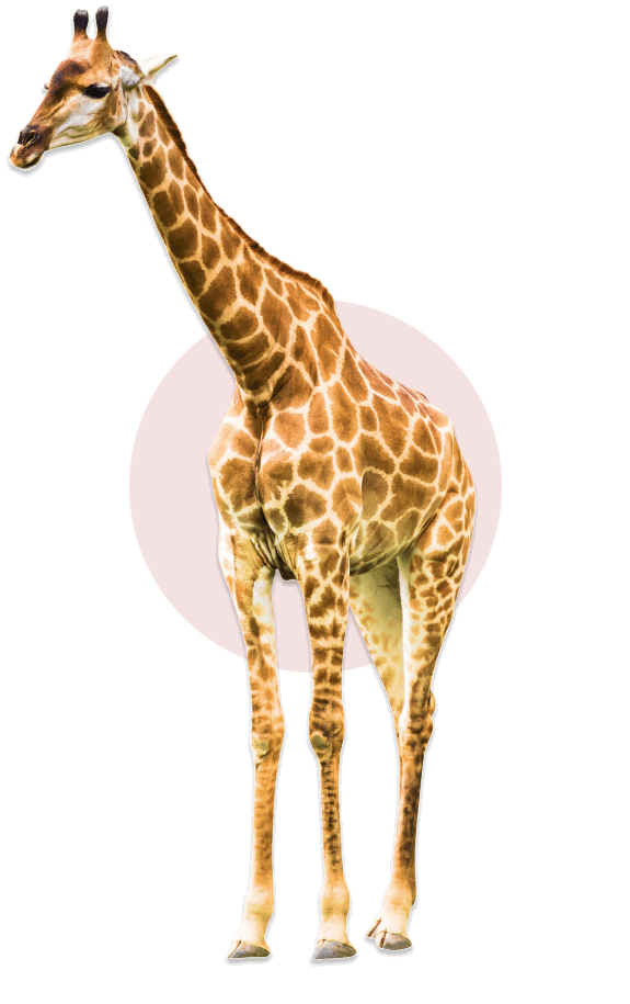 common question image