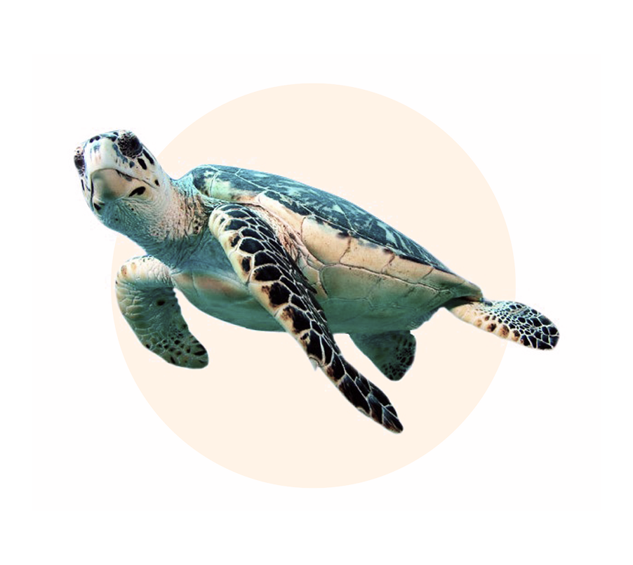 common question image