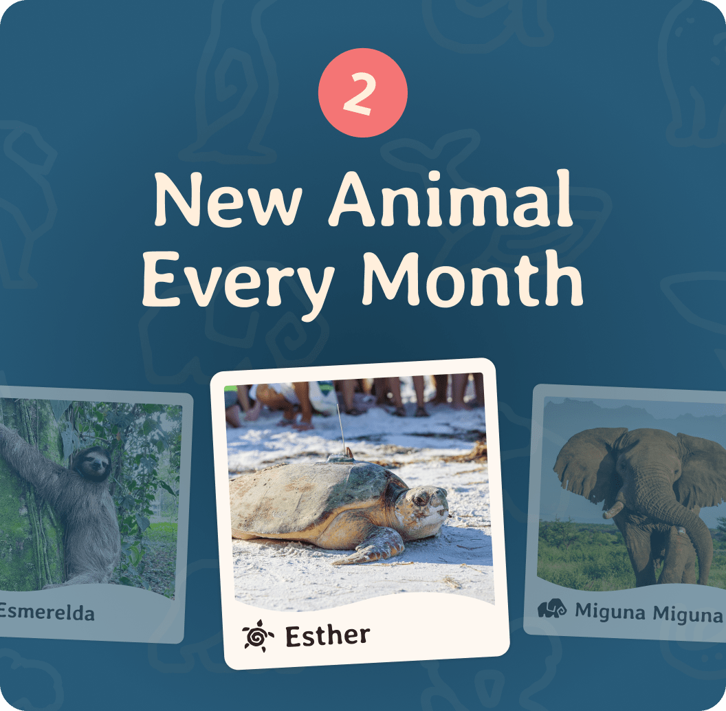 Fahlo Monthly Club
