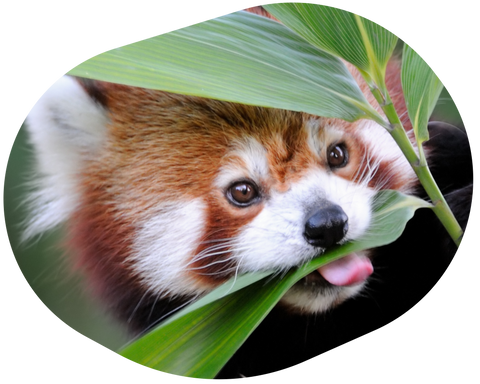 Track a Red Panda