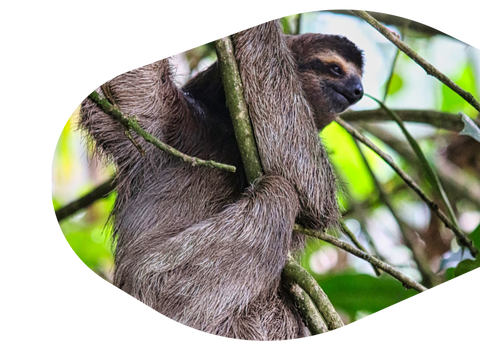 Track a Sloth
