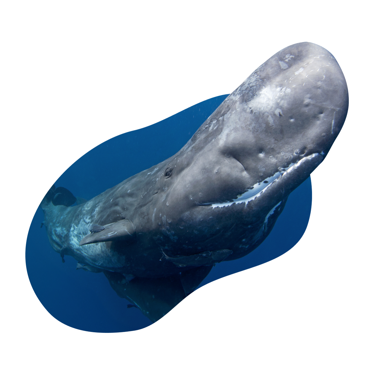 common question image