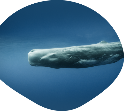 Track a Whale