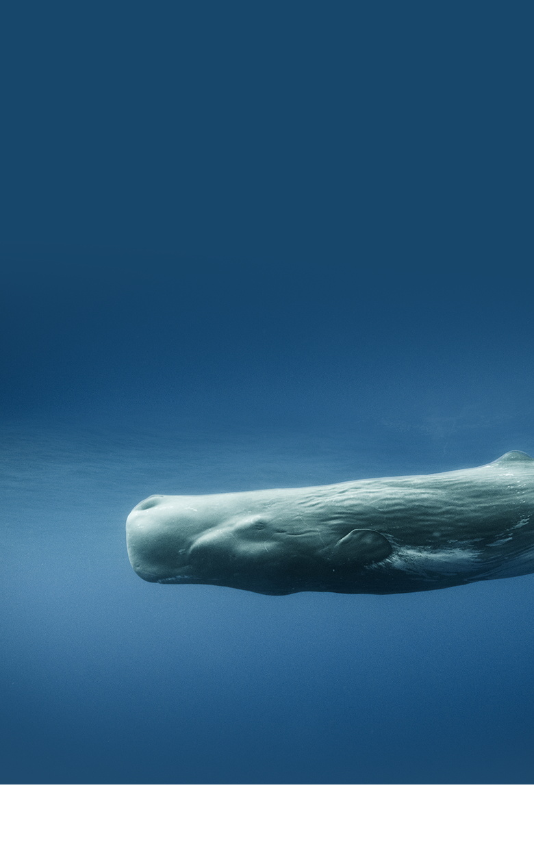 Save the Whales