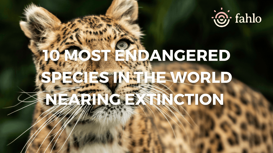 10 Most Endangered Species In The World Nearing Extinction