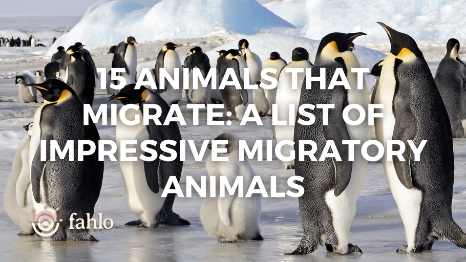 15 Animals That Migrate: A List Of Impressive Migratory Animals