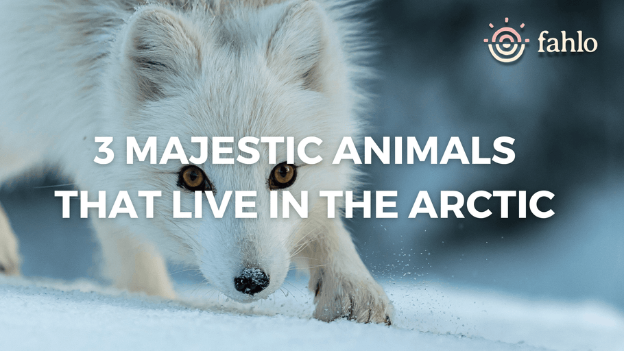 3 Majestic Animals That Live In The Arctic