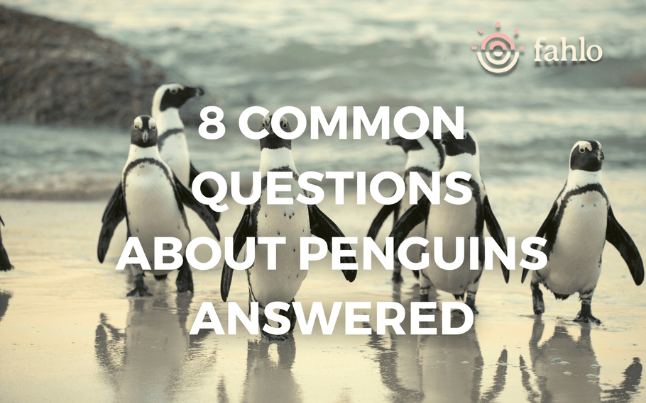 8 Common Questions About Penguins Answered