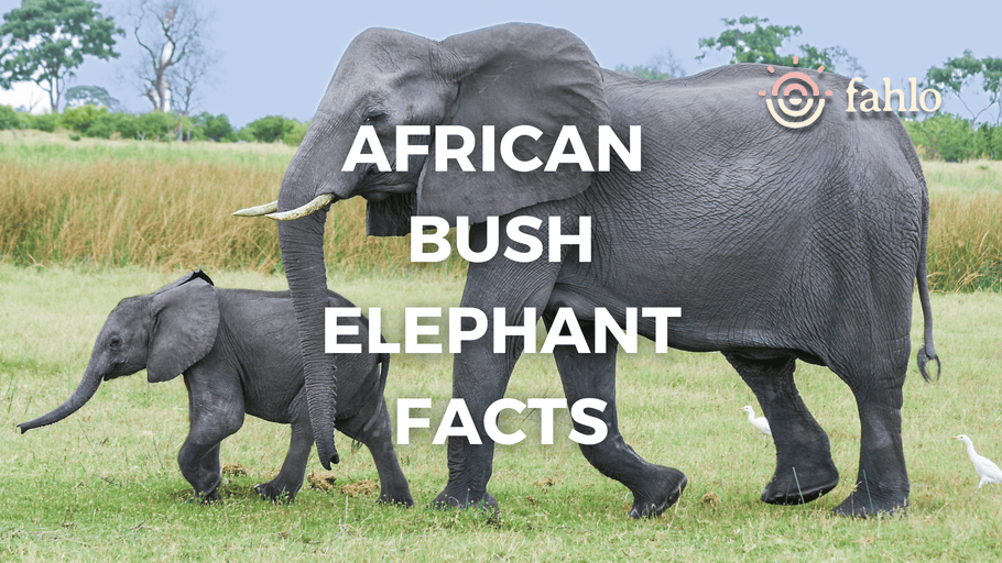 African Bush Elephants Facts