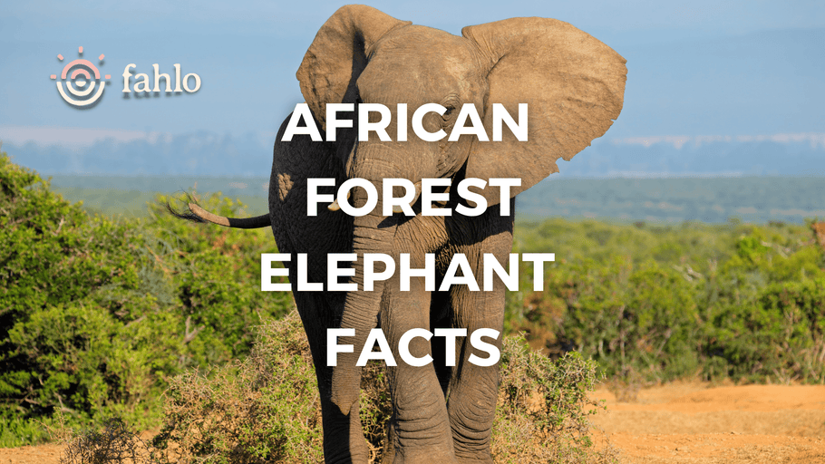 African Forest Elephant Facts