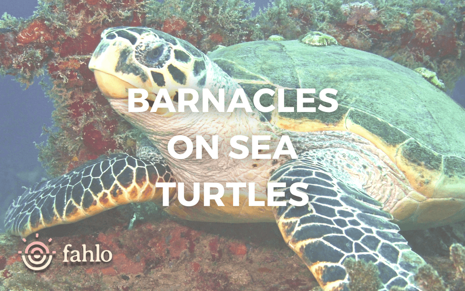 Barnacles On Sea Turtles: Are Barnacles Bad For Sea Turtles?
