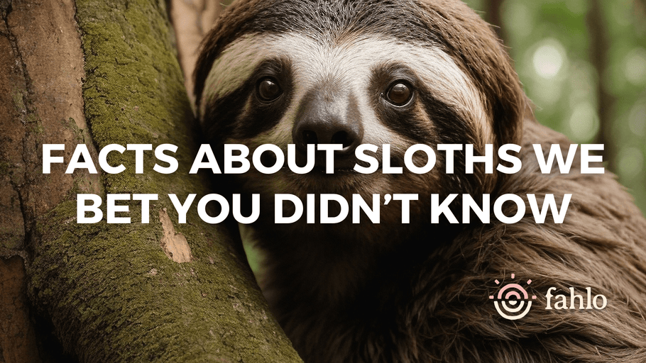 12 Facts About Sloths We Bet You Didn't Know