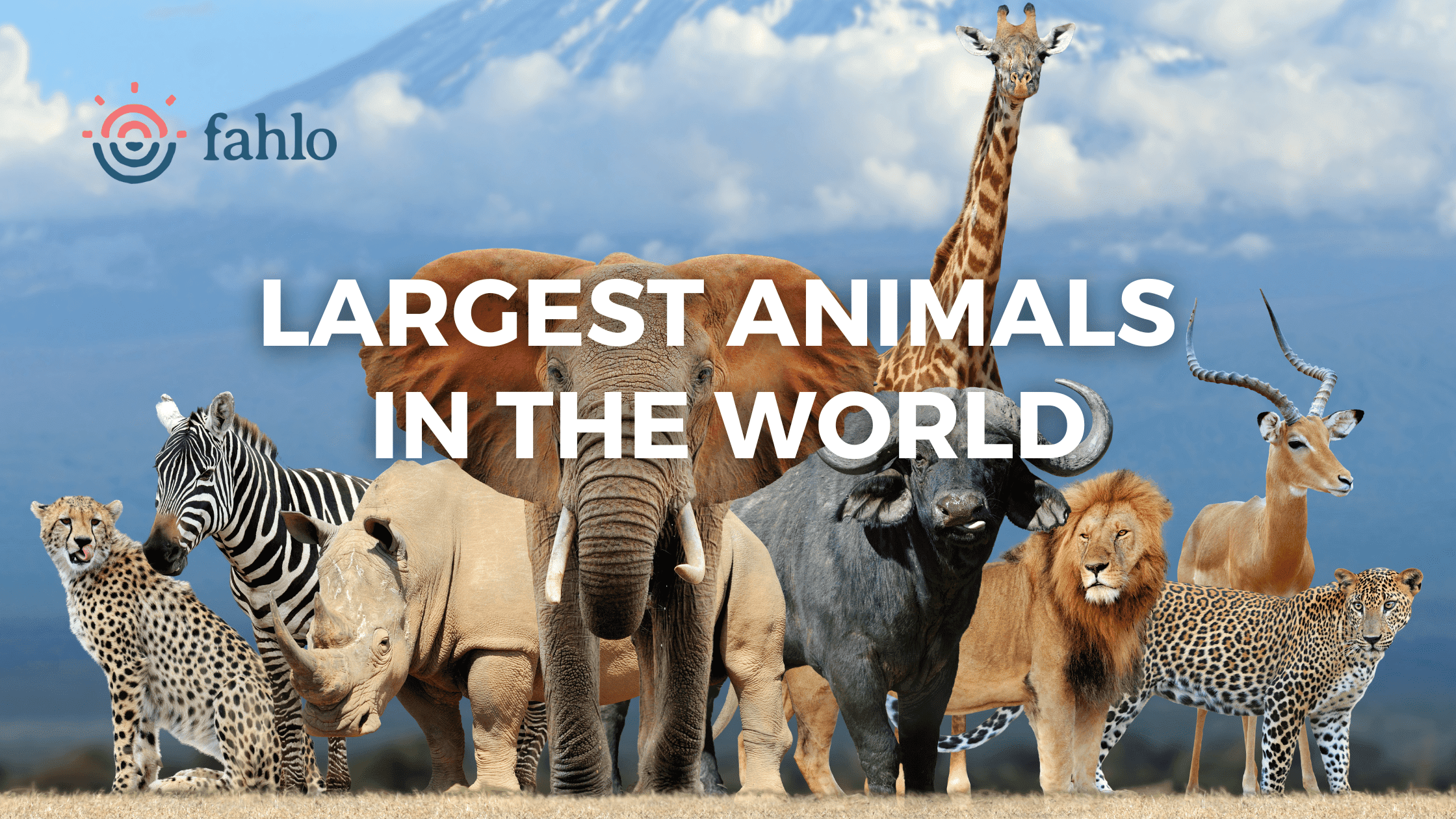 Largest Animals In The World