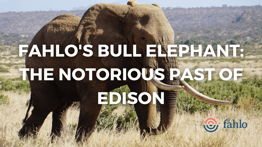 Fahlo's Bull Elephant: The Notorious Past Of Edison