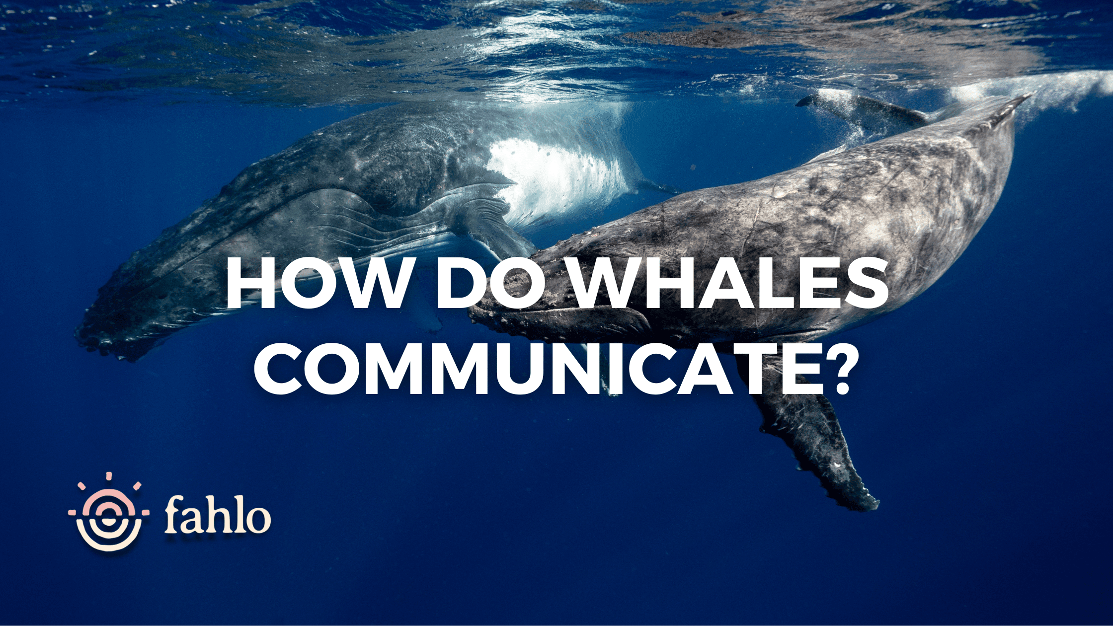 Whale Language How Do Whales Communicate? Songs & Whale Language | Fahlo